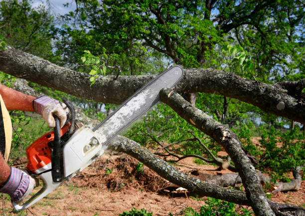 Best Tree Risk Assessment  in Four Corners, MT